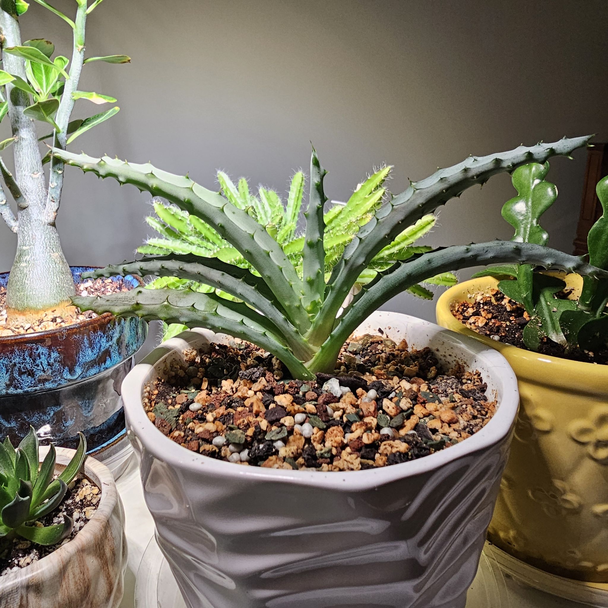 Photo of the plant species Aloe compressa by @ForestDweller named Aloe - Sproutacus on Greg, the plant care app