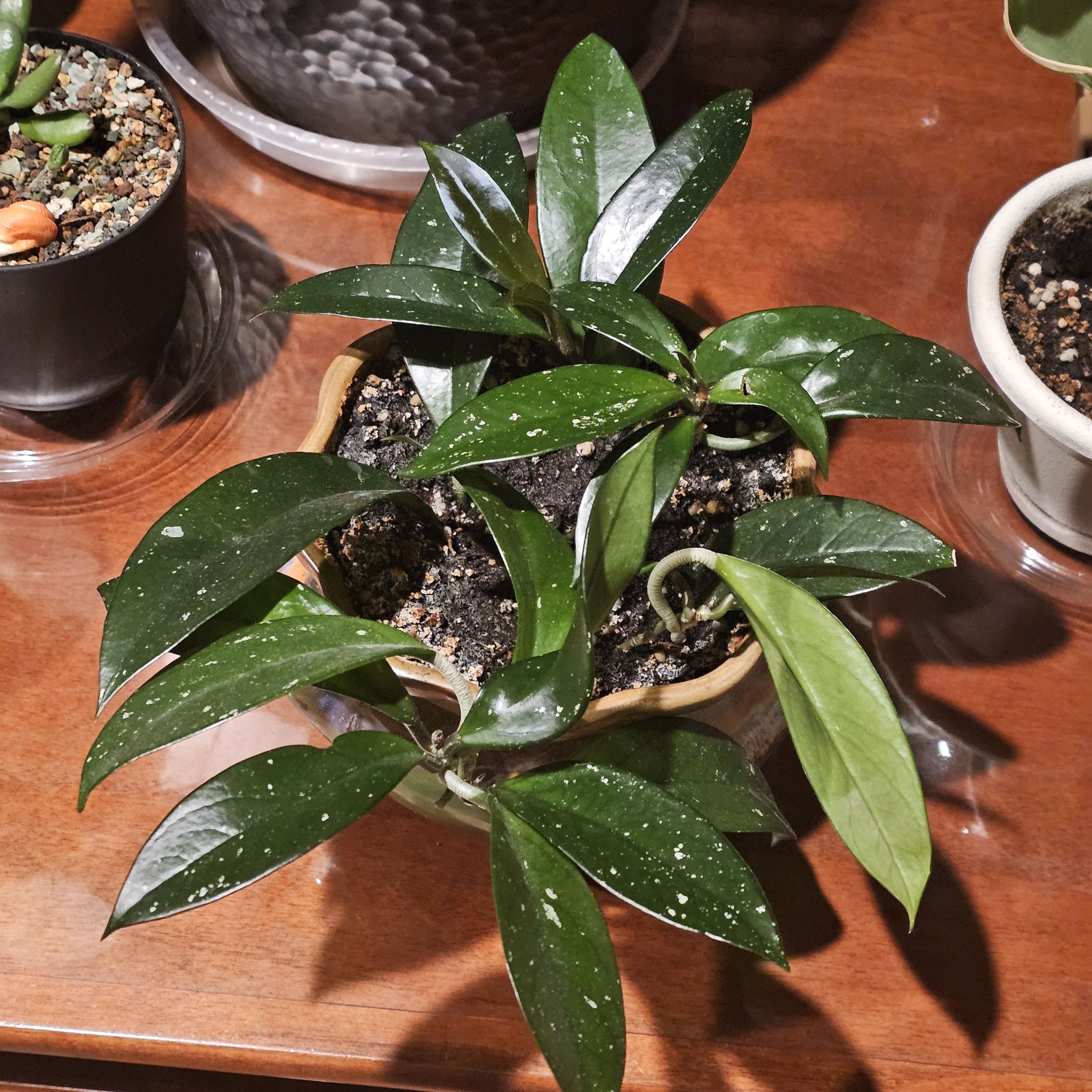 Hoya Carnosa - Hertha