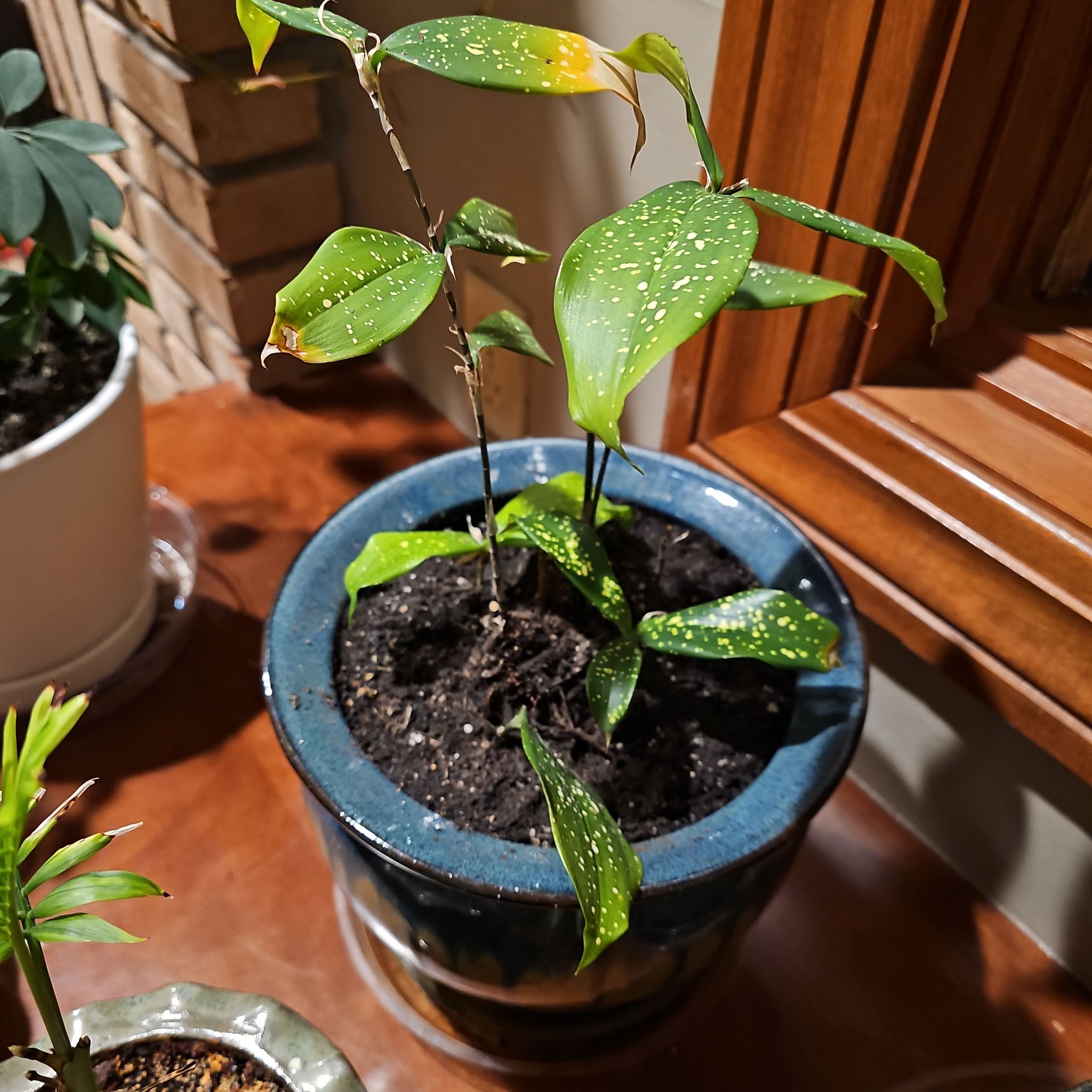 Dracaena 'Florida Beauty' plant in a blue pot with visible soil and some yellowing and browning leaves.