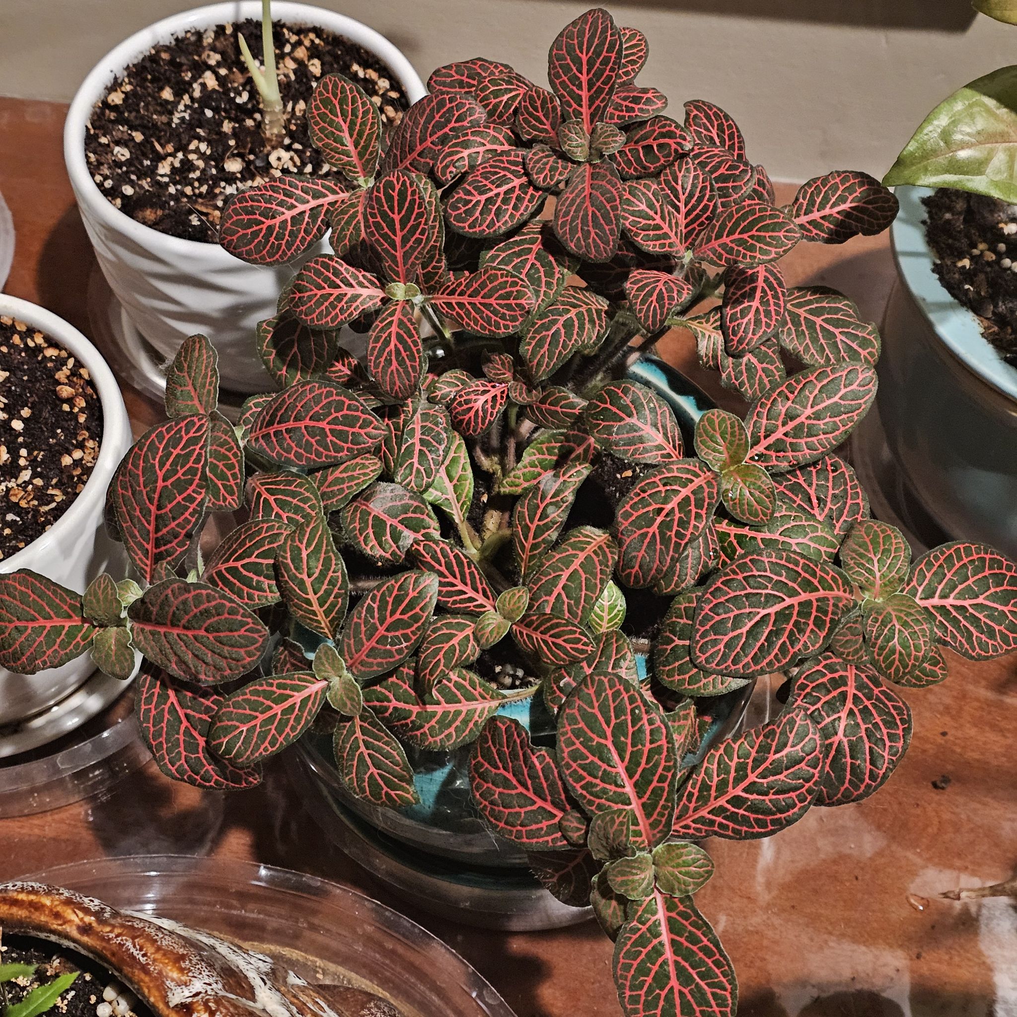 Photo of the plant species Nerve Plant by @ForestDweller named Fittonia albivenis on Greg, the plant care app