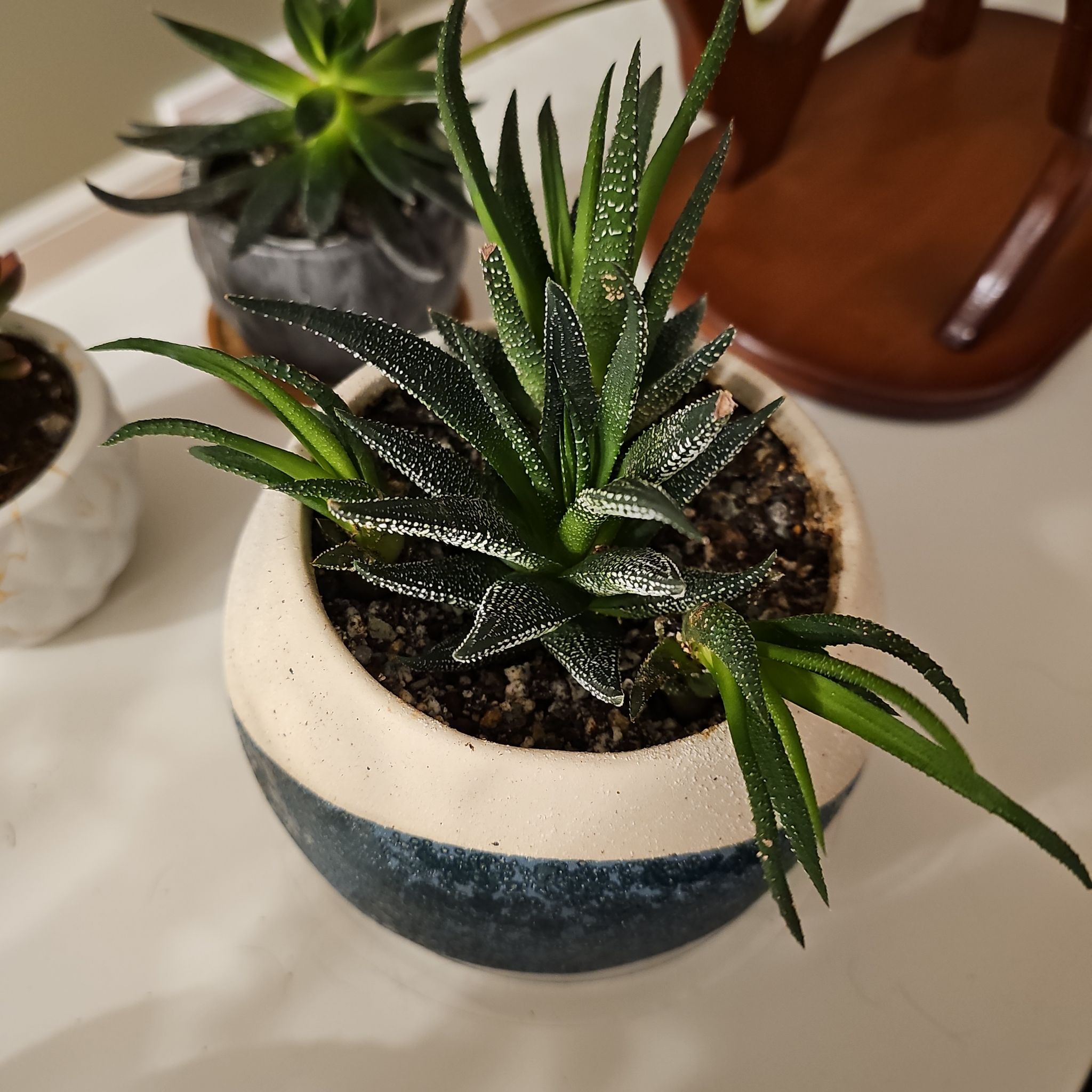 Haworthiopsis concolor