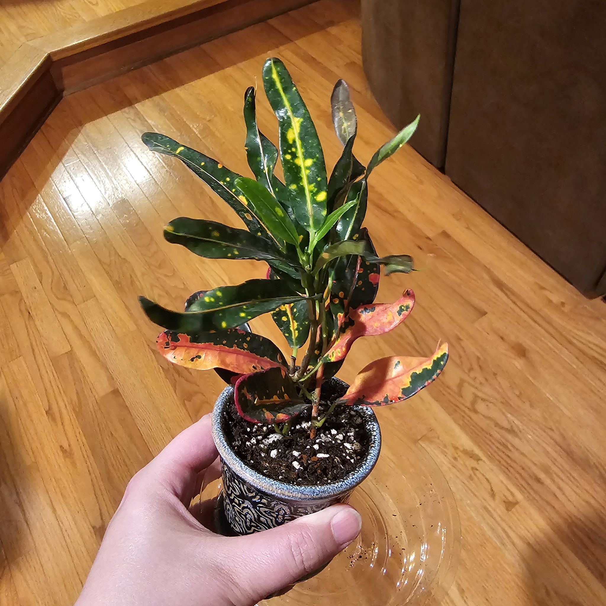Croton - Fire