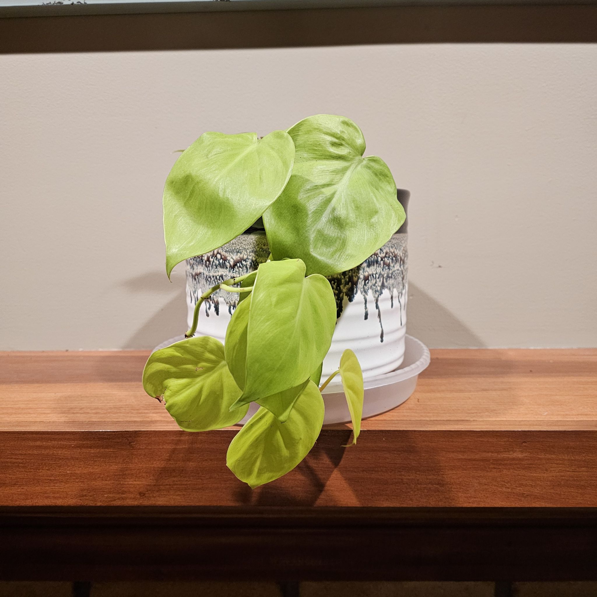 Philodendron - Sprite