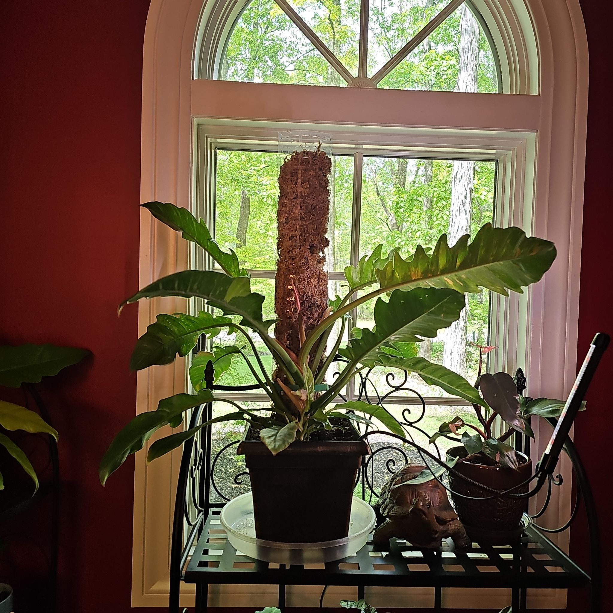 Philodendron - Johnny Cash