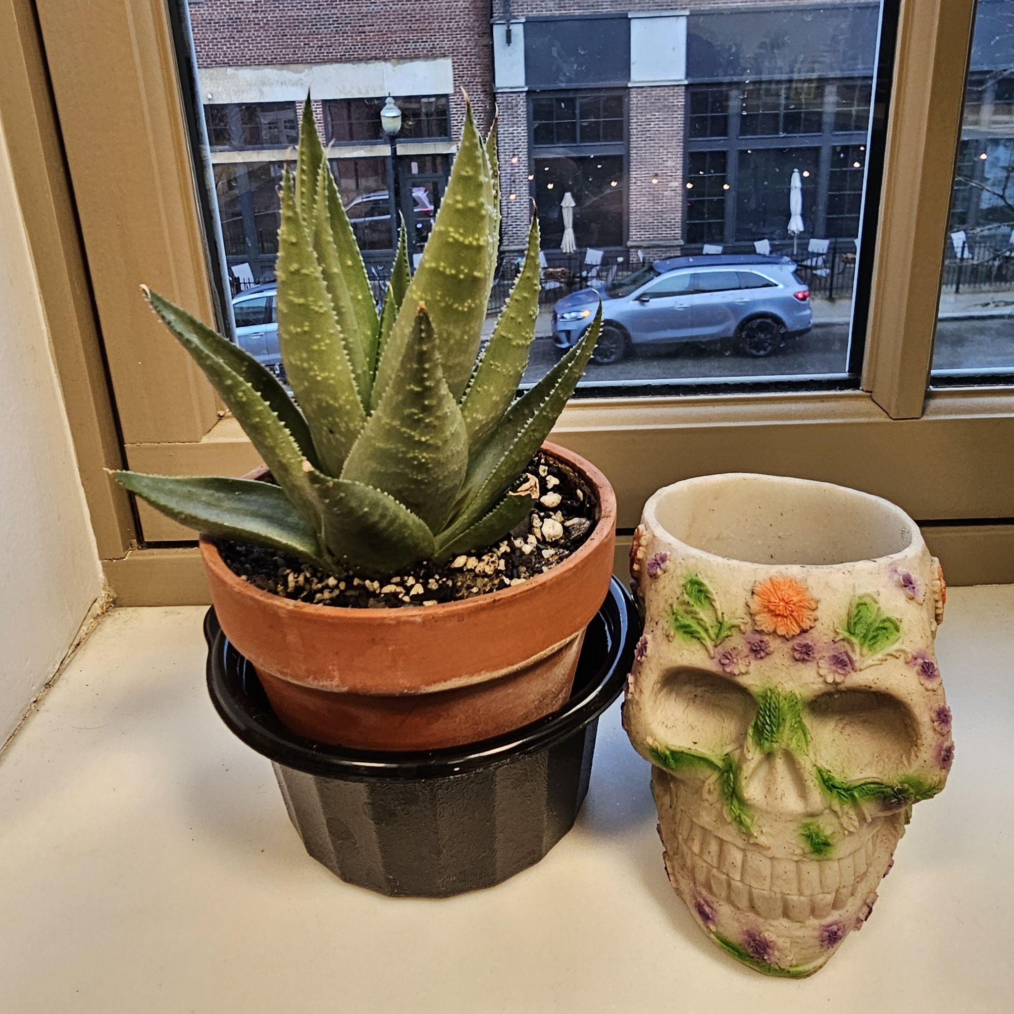 Haworthia savanna - Sugar