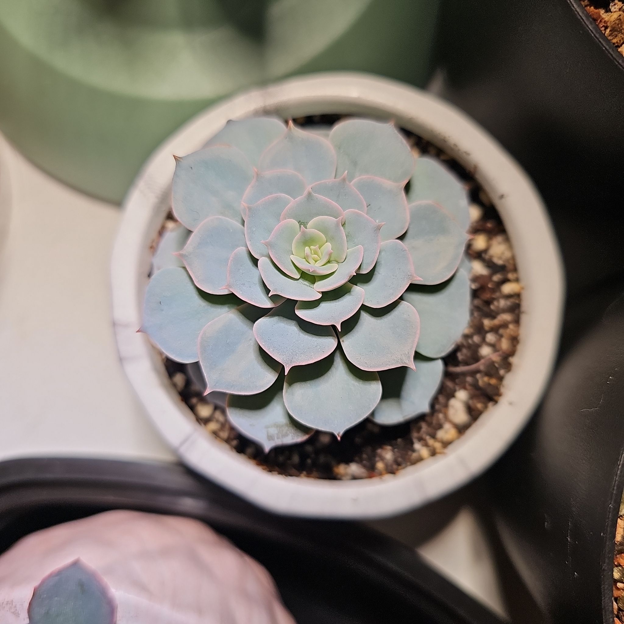 Photo of the plant species Echeveria 'Canadian' by @ForestDweller named Echeveria 'Canadian' on Greg, the plant care app