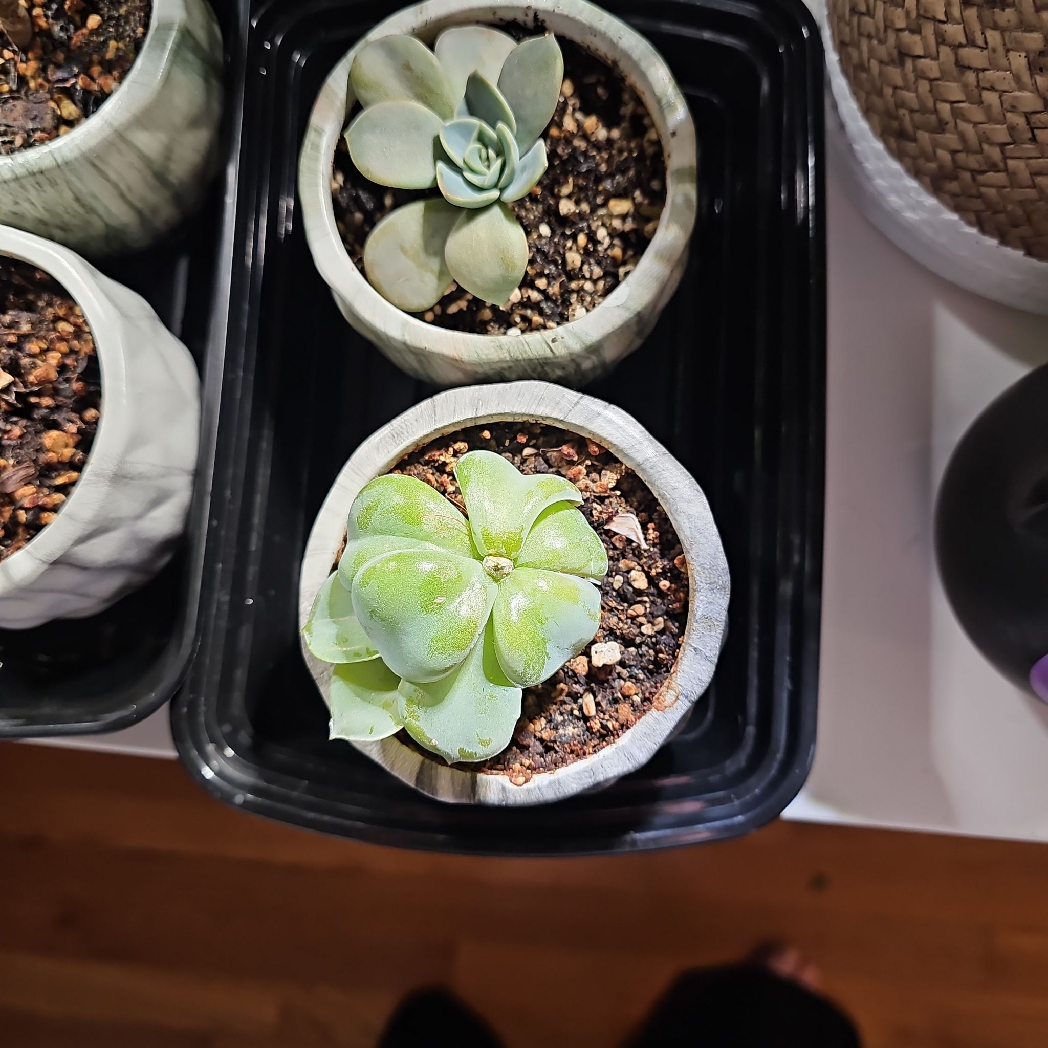 Photo of the plant species Echeveria 'Rosea' by @ForestDweller named Echeveria 'Rosea' on Greg, the plant care app