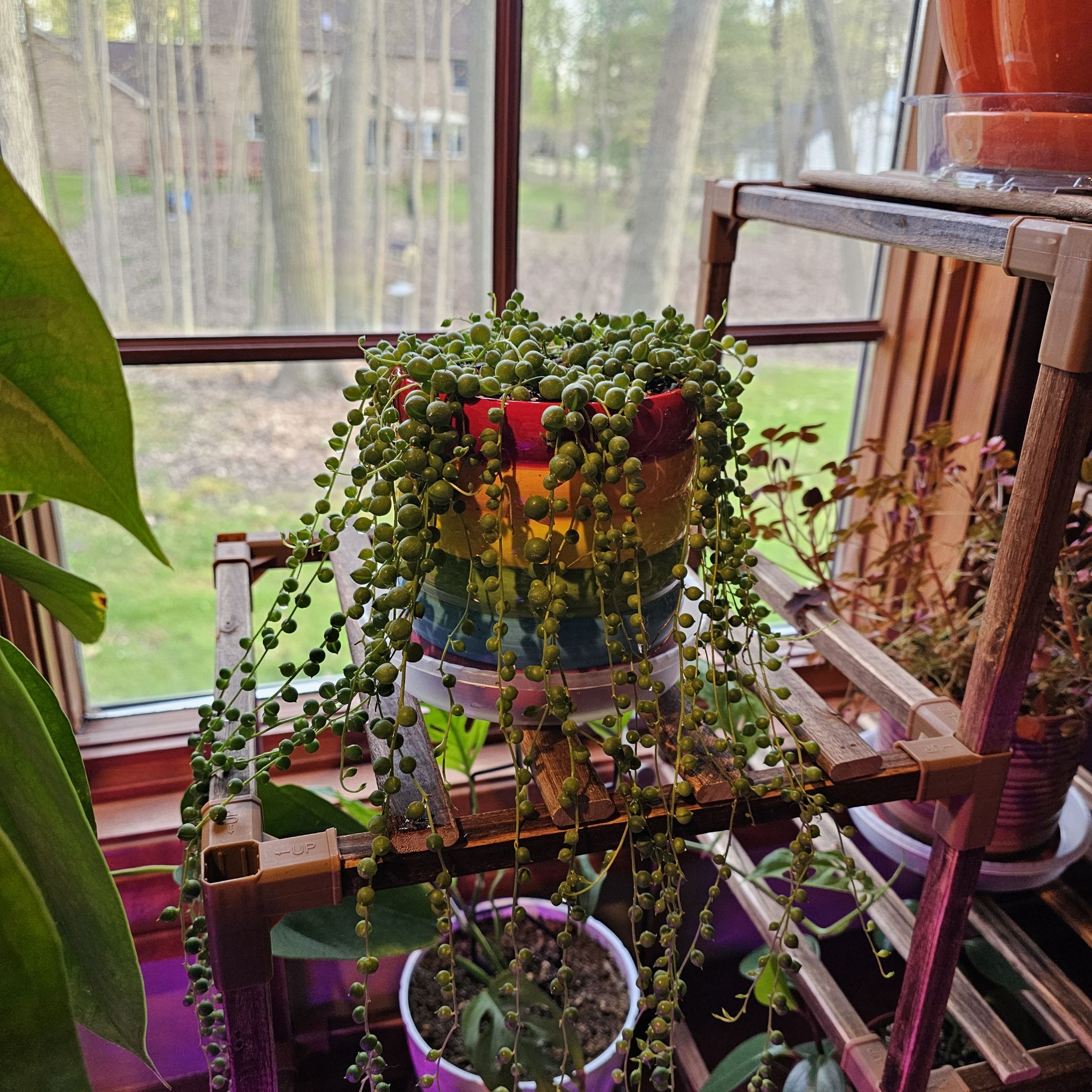 String of Pearls - Peas