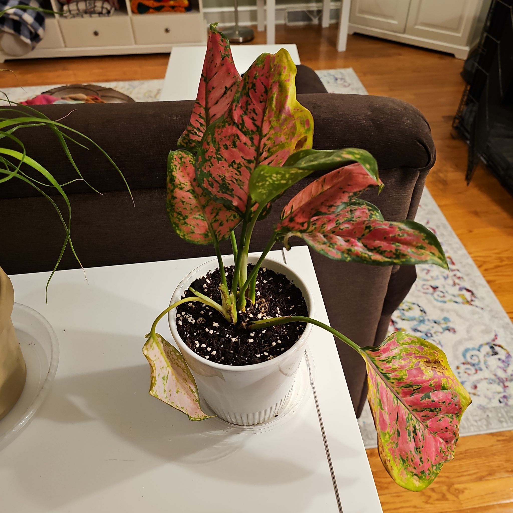 Photo of the plant species Aglaonema 'Ruby Ray' by @ForestDweller named Aglaonema Ruby Ray on Greg, the plant care app