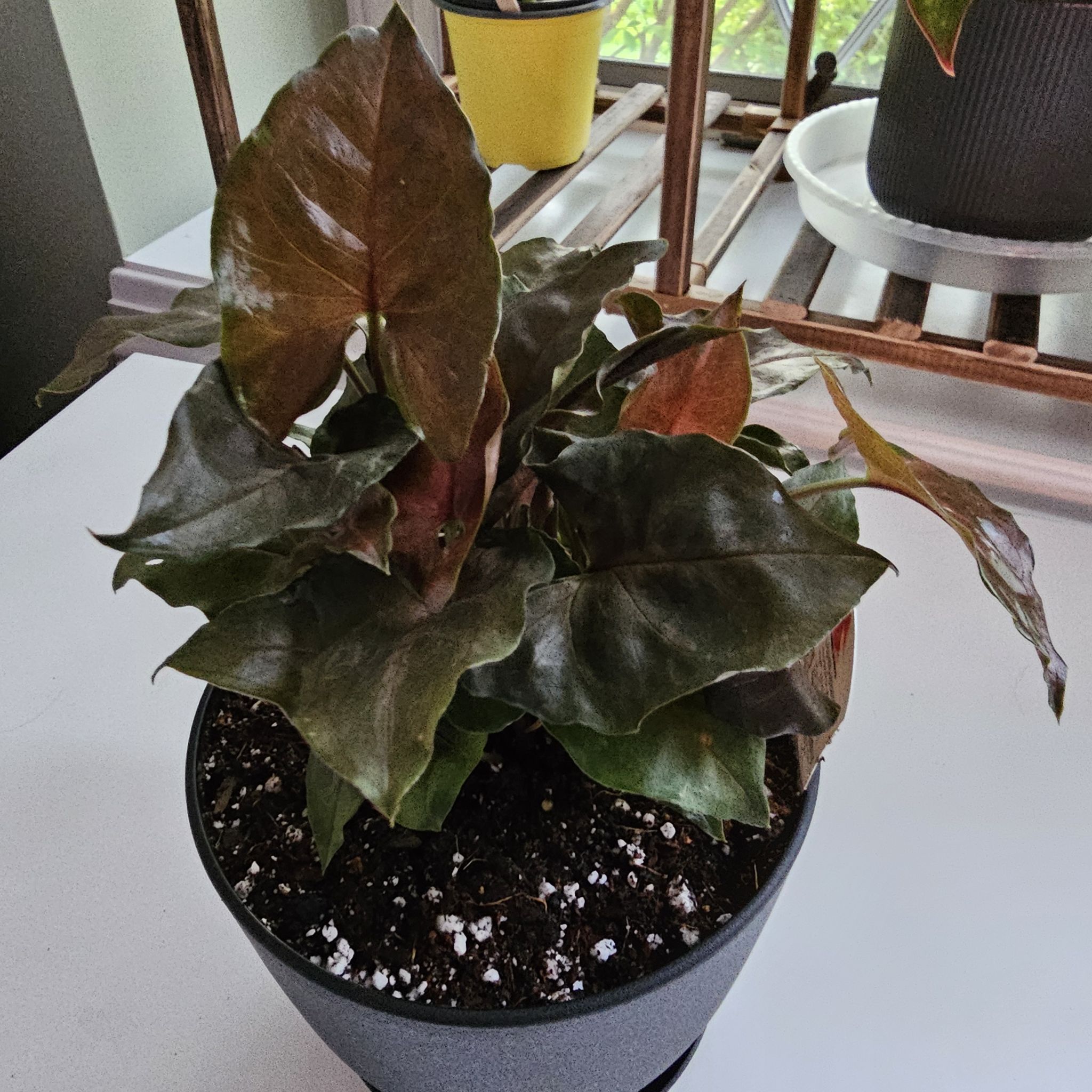 Syngonium - Spade