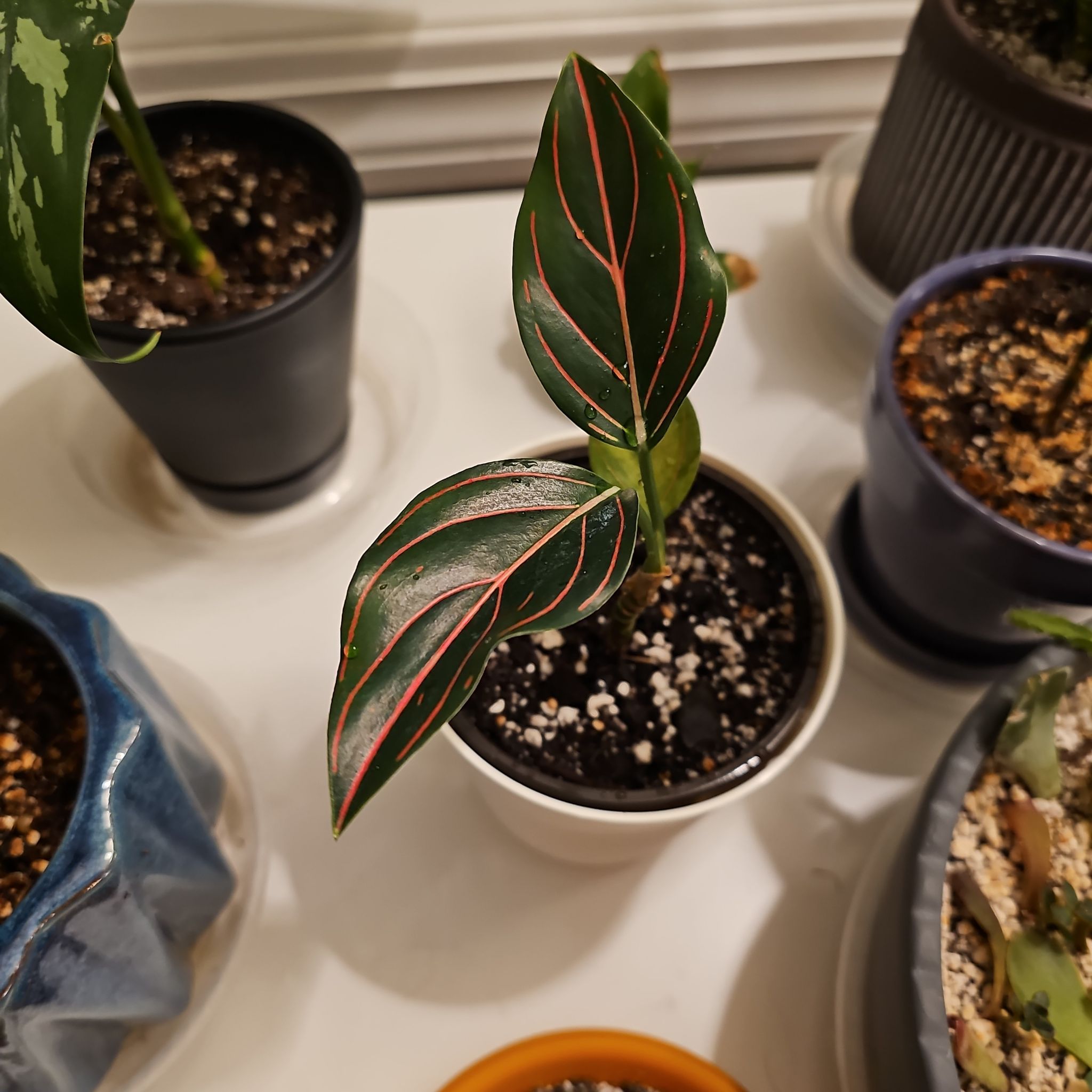 Photo of the plant species Aglaonema rotunda by @ForestDweller named Aglaonema Rotundum Tiger on Greg, the plant care app