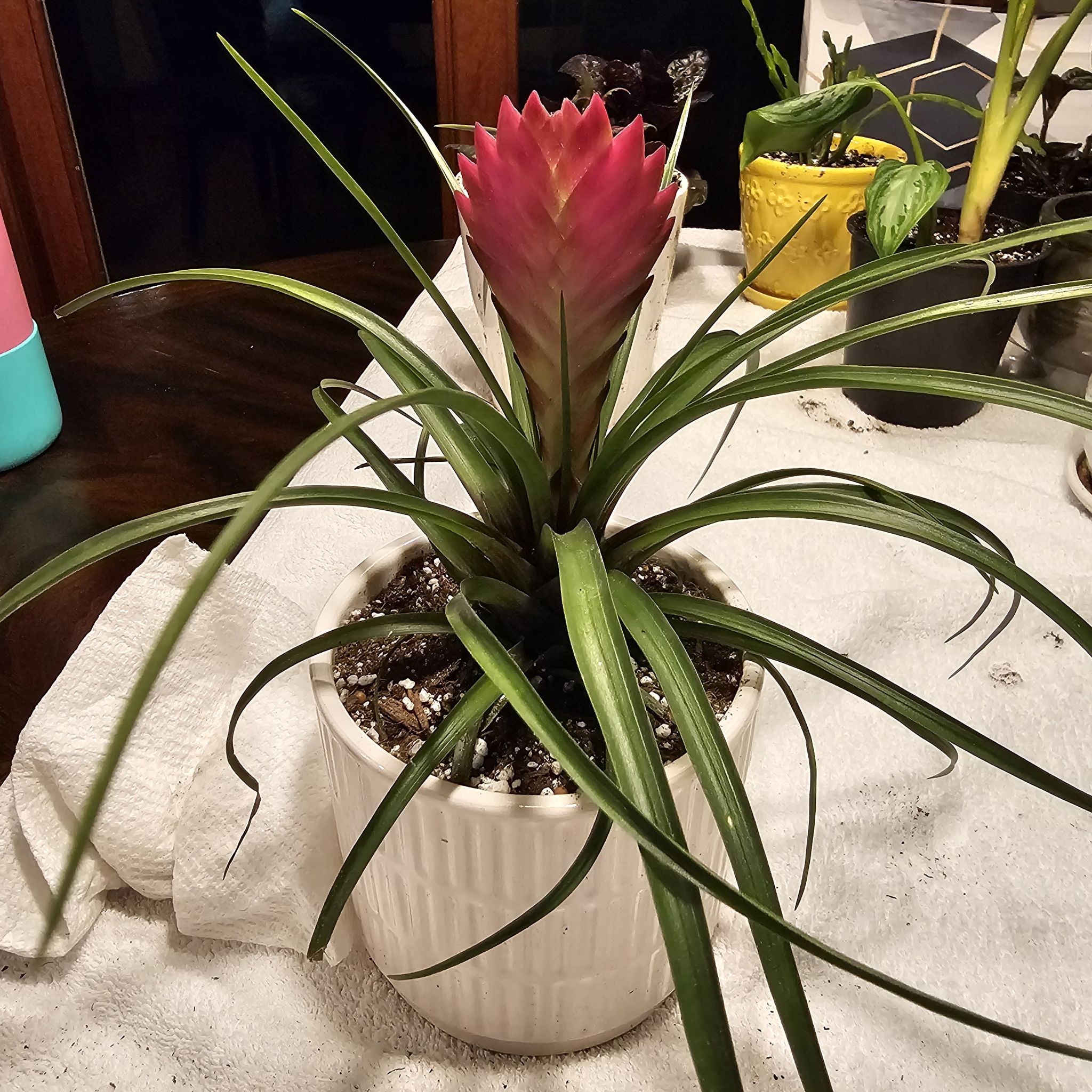 Tillandsia guatemalensis