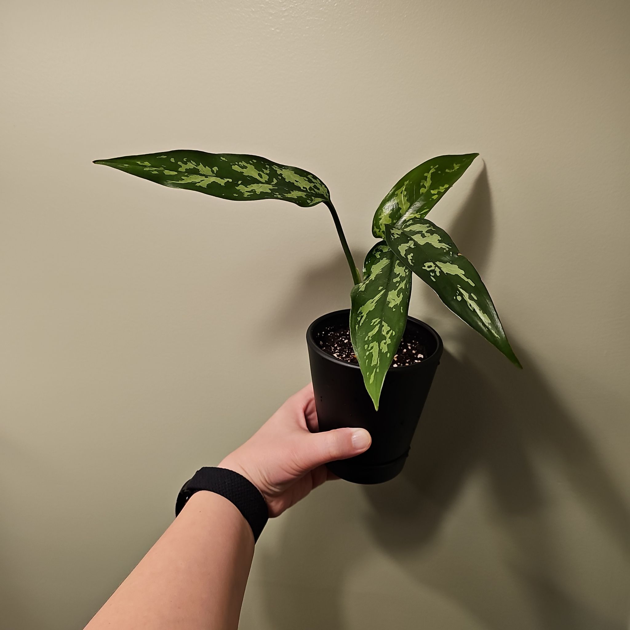 Photo of the plant species Aglaonema 'Maria' by @ForestDweller named Aglaonema Maria on Greg, the plant care app