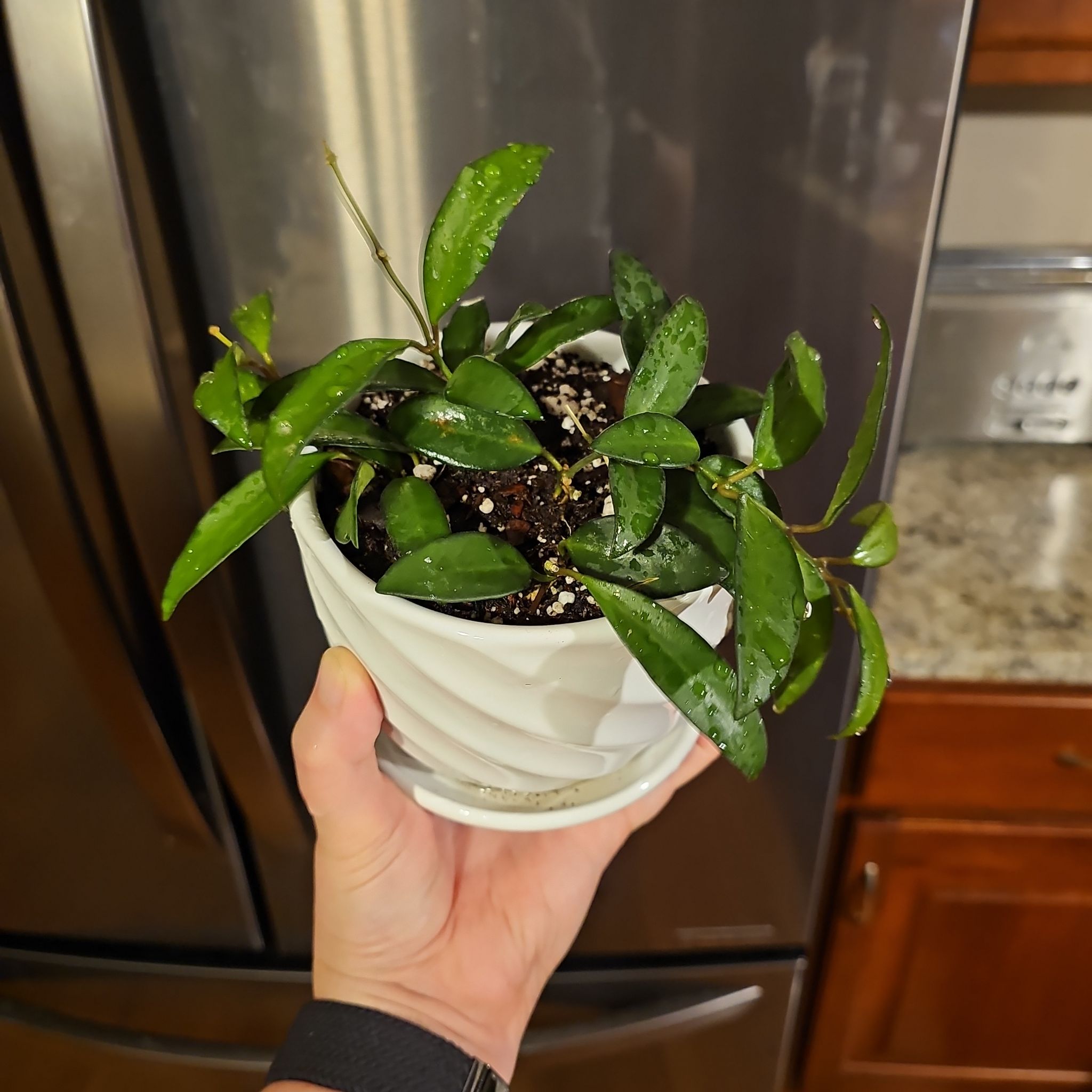 Photo of the plant species Hoya 'Rosita' by @ForestDweller named Hoya 'Rosita' - Adrift on Greg, the plant care app