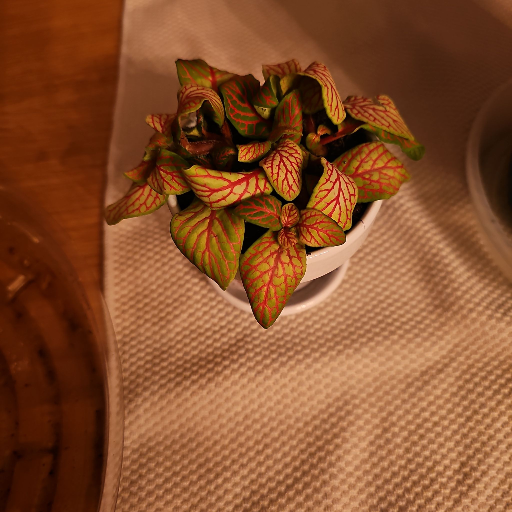 Photo of the plant species Nerve Plant by @ForestDweller named Fittonia albivenis 'Skeleton' on Greg, the plant care app