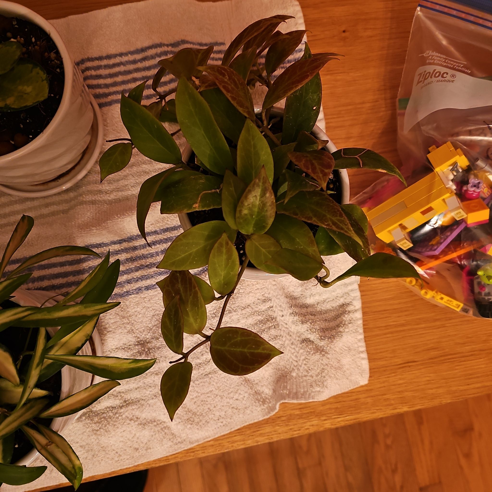 Photo of the plant species Hoya 'Sunrise' by @ForestDweller named Hoya 'Sunrise' on Greg, the plant care app