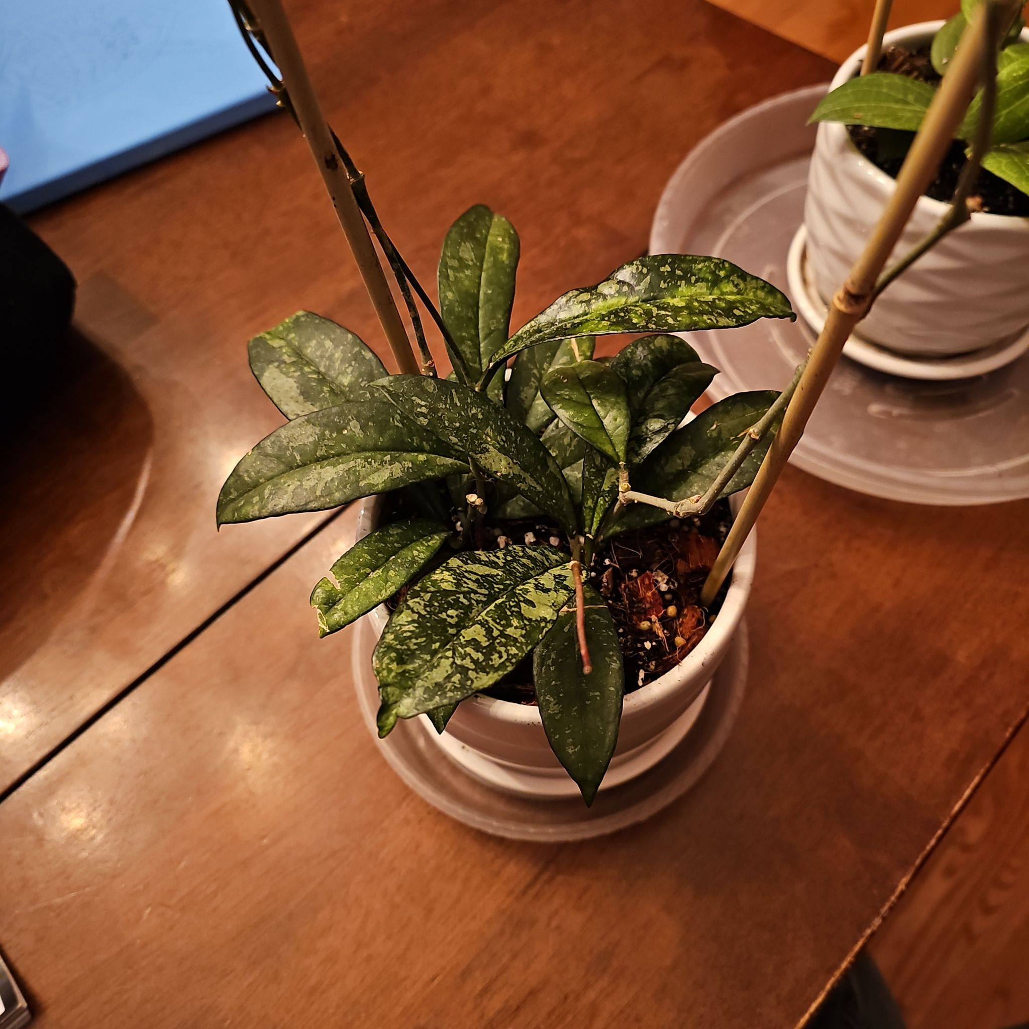 Photo of the plant species Hoya Crassipetiolata Splash by @ForestDweller named Hoya Crassipetiolata on Greg, the plant care app