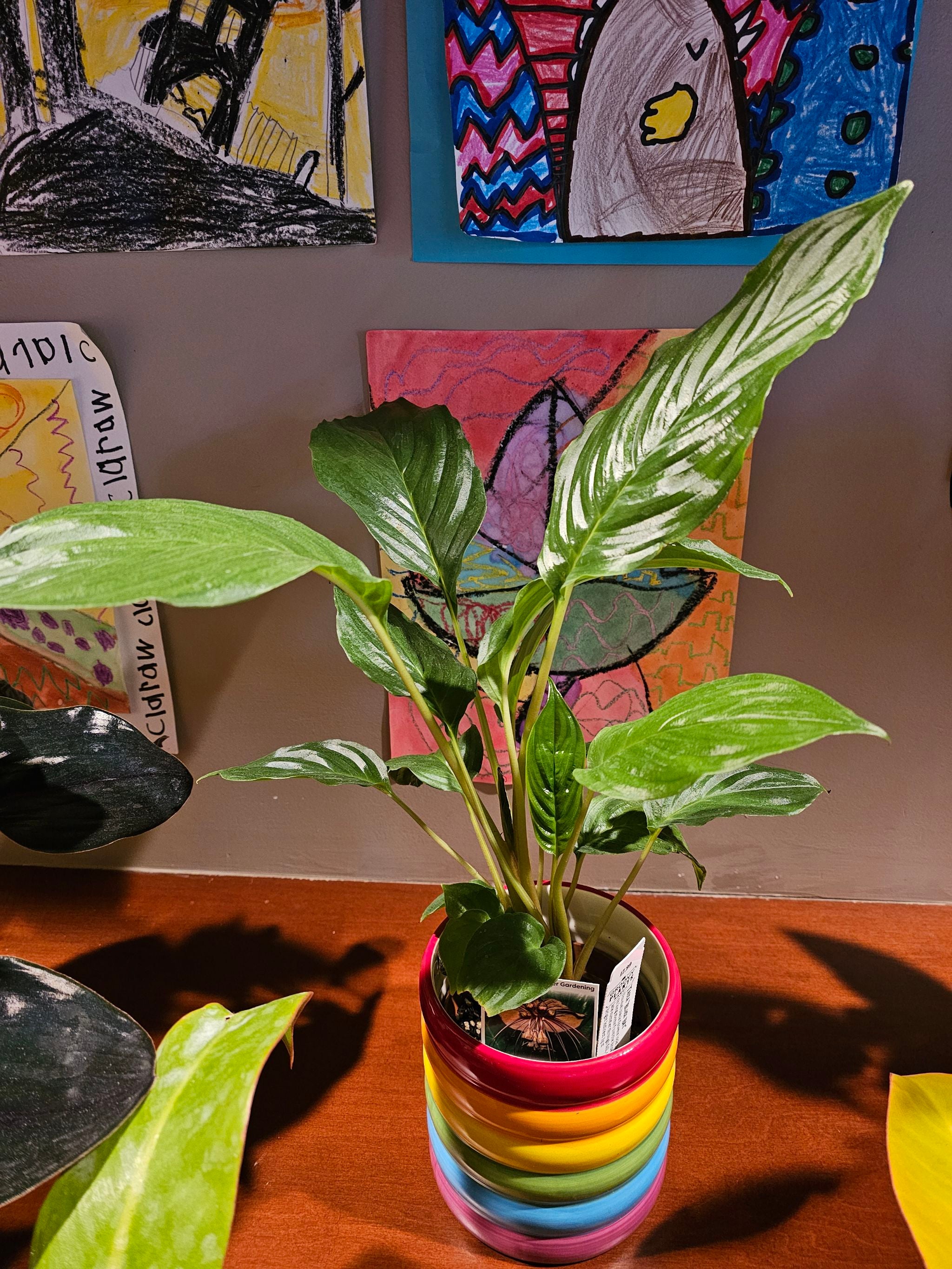 Optimal Hardiness Zones for Black Bat Flower 10a12b 🦇