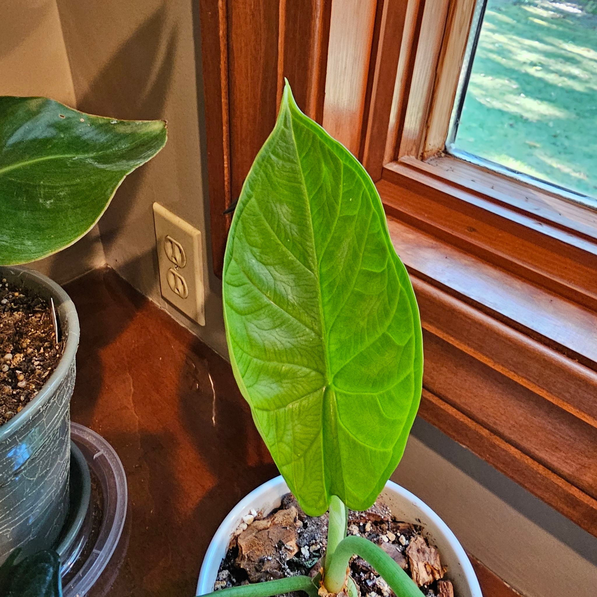 🐉 Why Your Alocasia 'Dragon Scale' Buds Are Falling Off
