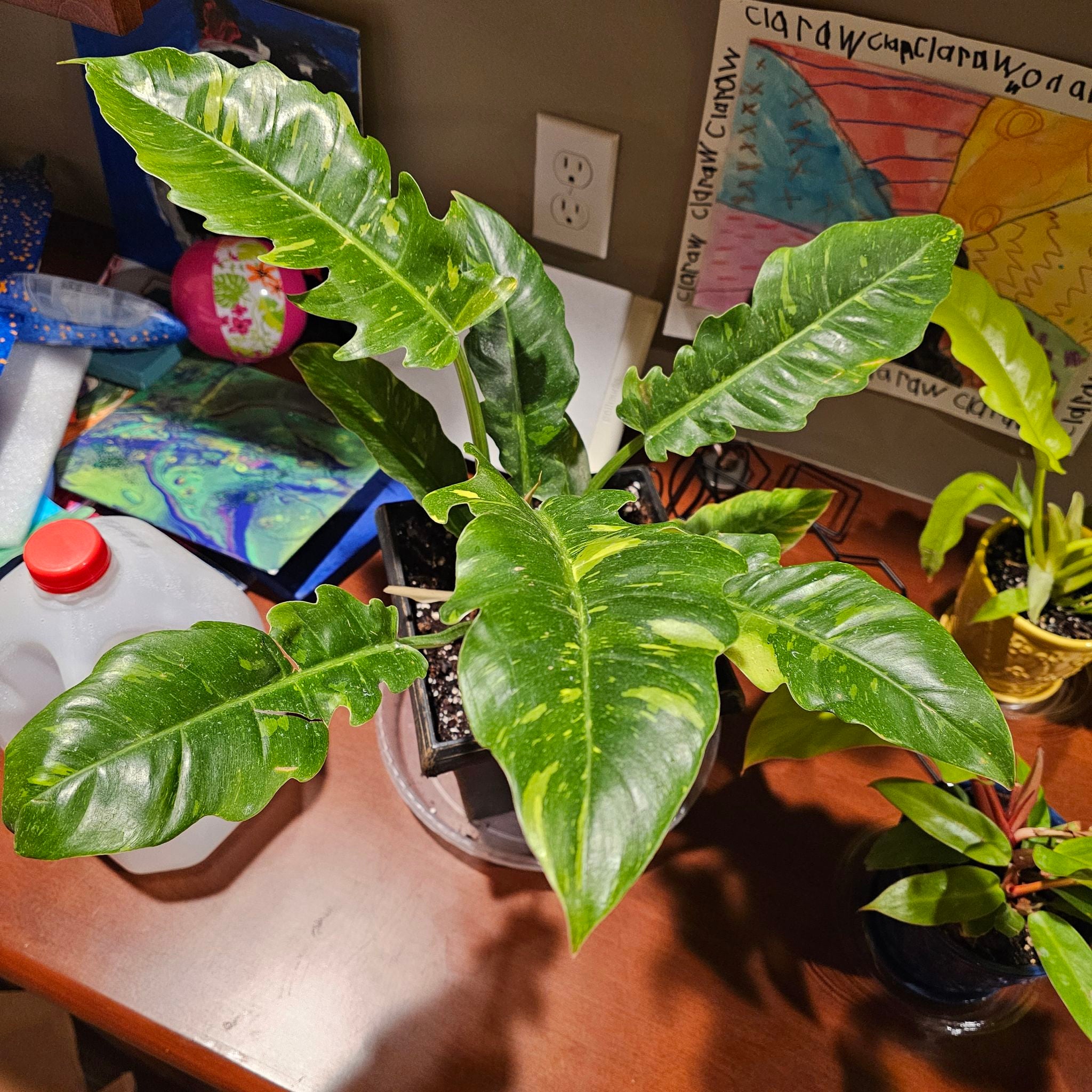 Best Size and Type of Pot for Philodendron 'Green Fat Boy' 🪴