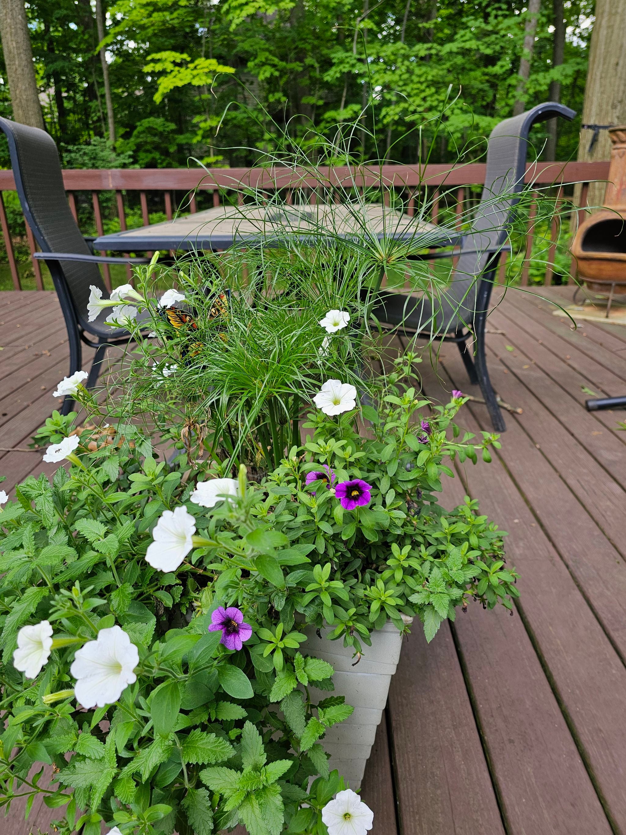 Dark Green Sedge How Much Water & Light Does it Need to Thrive?