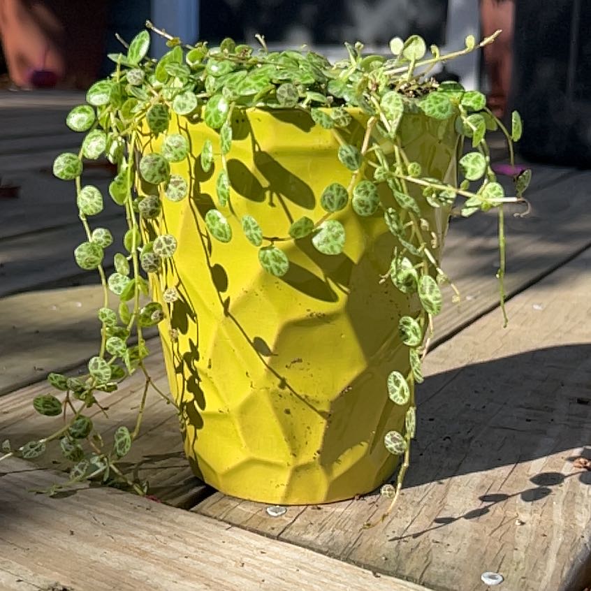 Morgan Treeman | A plant by @BigOakleafivy on Greg