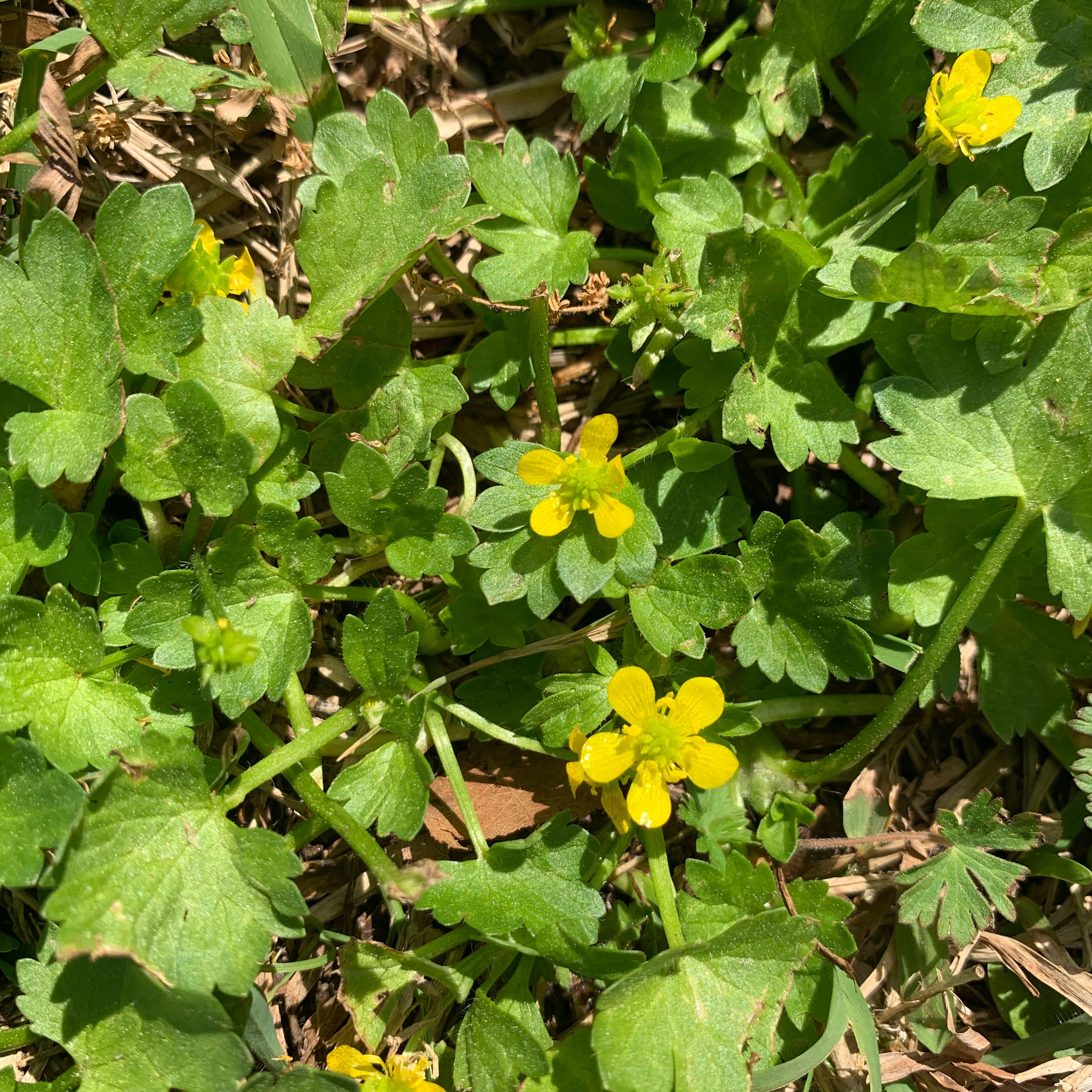 Photo of the plant species Blister Buttercup by @StackedHawthorn named Diana on Greg, the plant care app