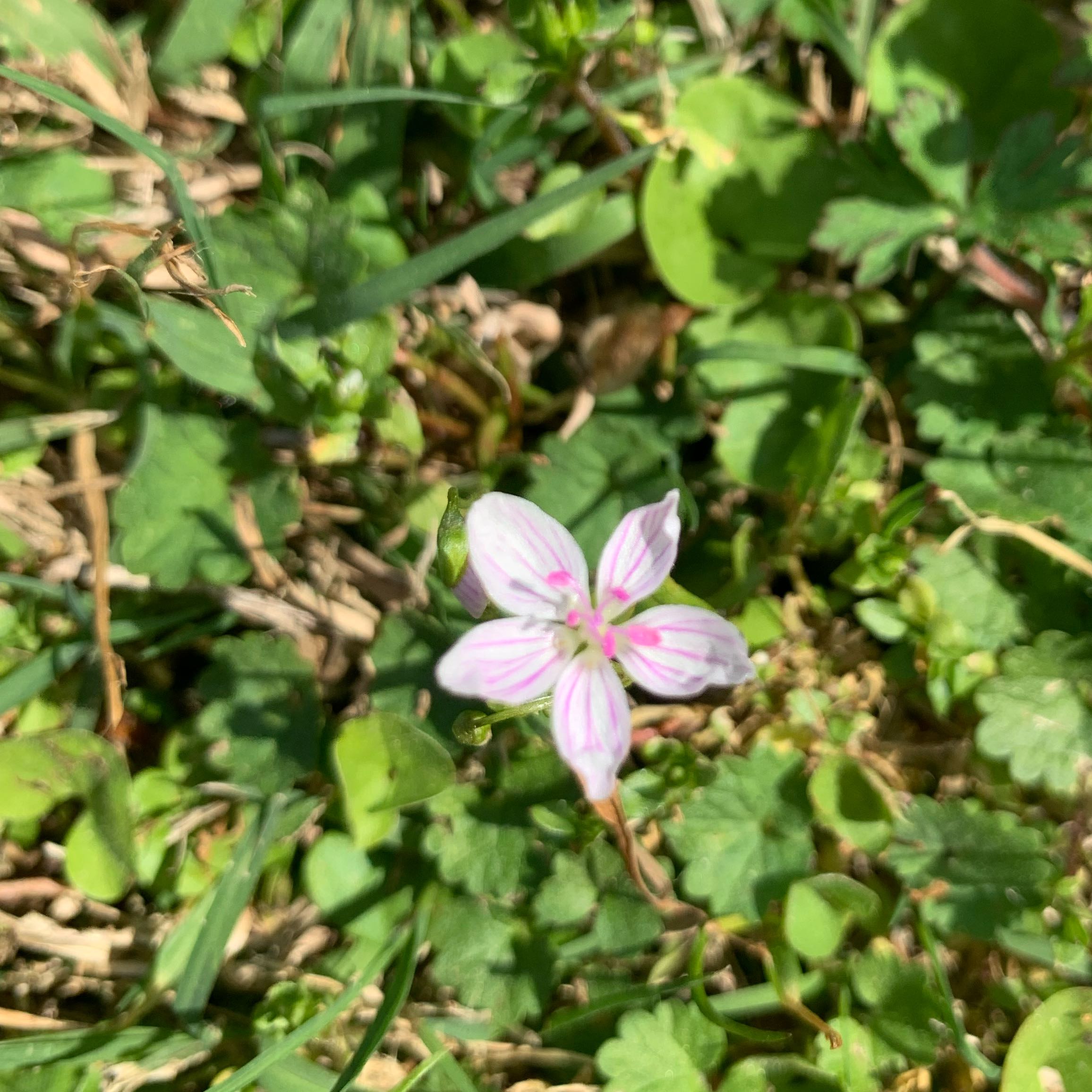 Photo of the plant species Virginia Springbeauty by @StackedHawthorn named Stella on Greg, the plant care app