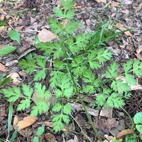 Photo of the plant species Cow Parsley by @StackedHawthorn named Prince on Greg, the plant care app