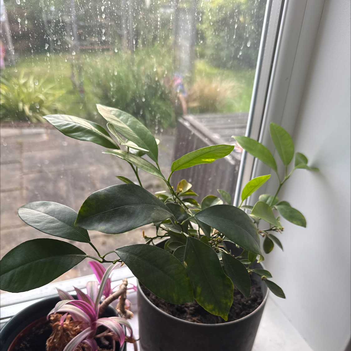 Photo of the plant species Mini Orange Tree by Daniel named Sahara on Greg, the plant care app