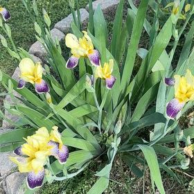 Photo of the plant species Virginia Iris by @HighFieldgarlic named Michelle Branch on Greg, the plant care app