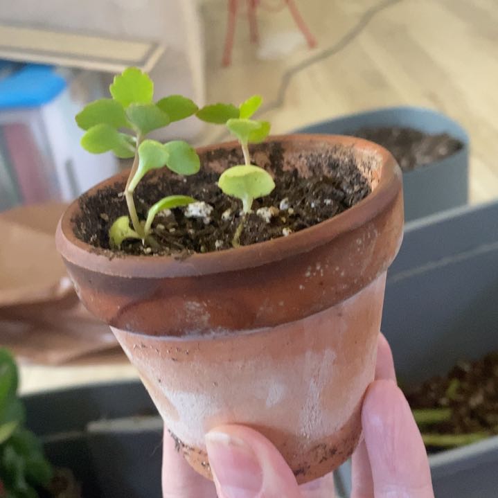 Photo of the plant species English Watercress by @PluckyMakole named Gomez on Greg, the plant care app