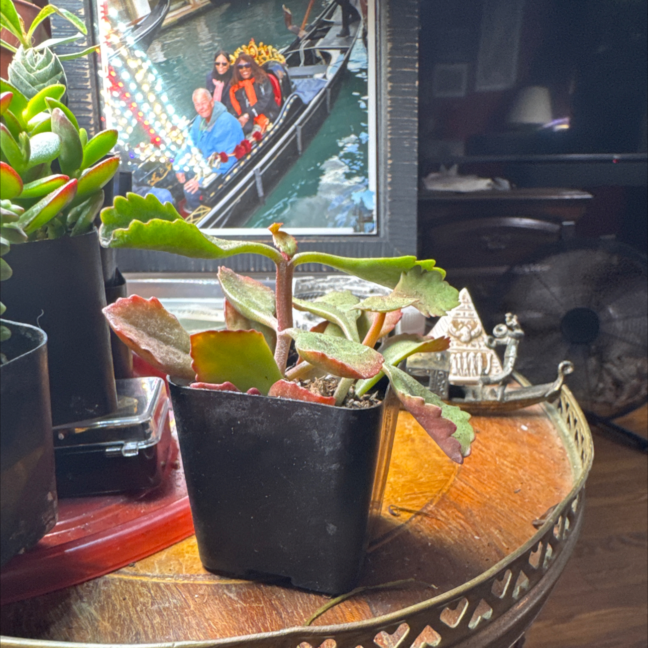 Photo of the plant species Kalanchoe longiflora var. coccinea by @TrueWakerobin named Emerson on Greg, the plant care app