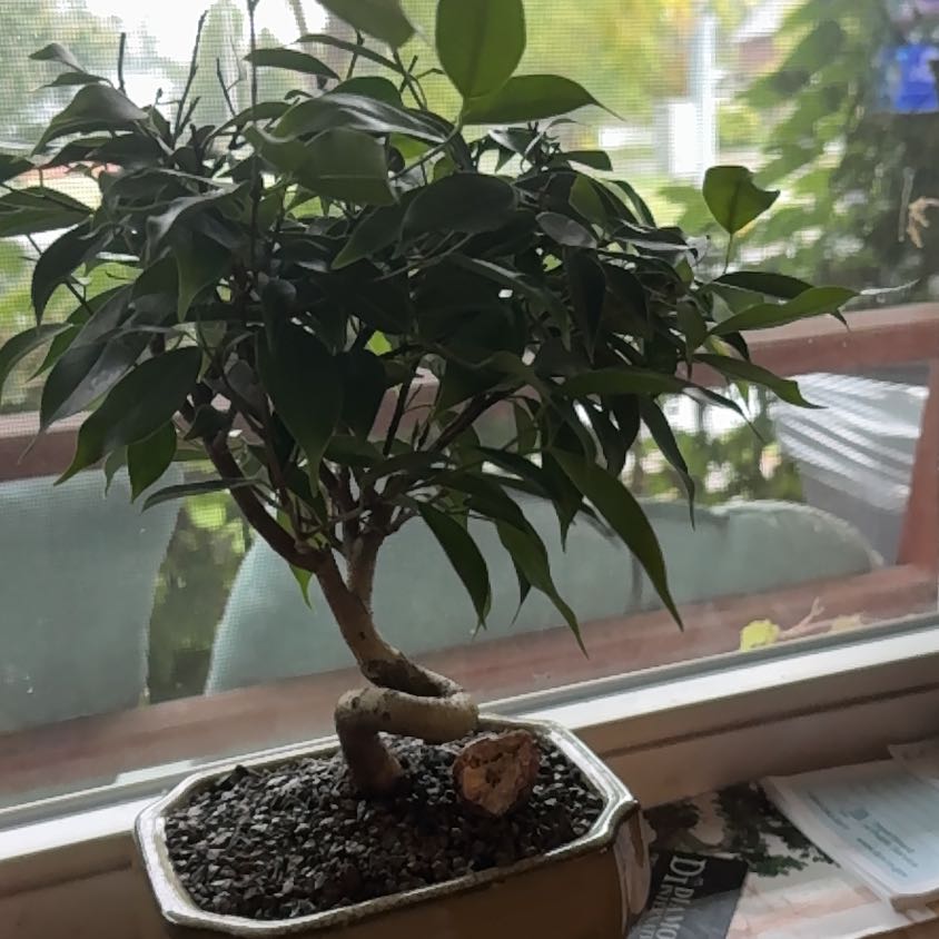 Photo of the plant species Contorted Chinese Banyan by @TrueWakerobin named Mista Chew on Greg, the plant care app