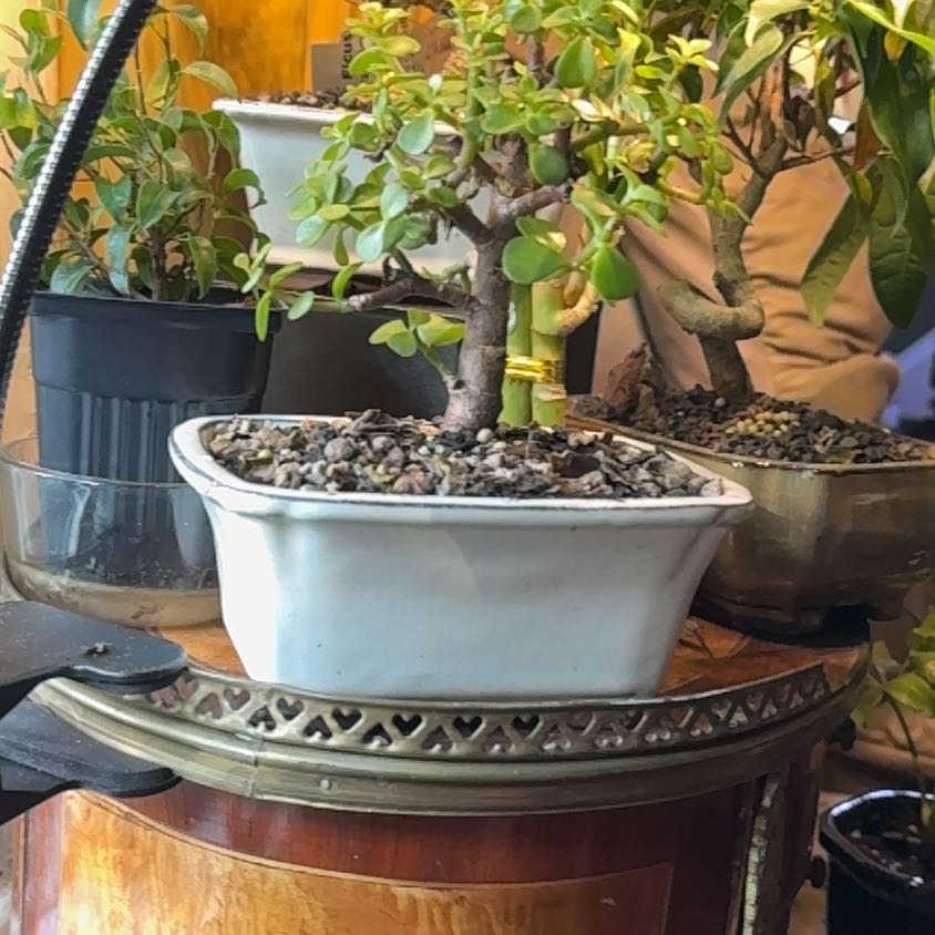 Plant care for Kohlrabi on Greg, the plant care app