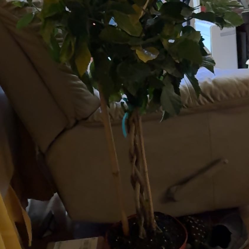 Photo of the plant species Hibiscus Tree by @TrueWakerobin named Trixie and Nan on Greg, the plant care app