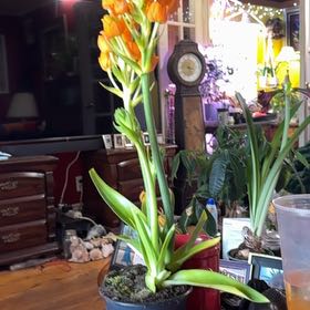 Photo of the plant species Star of Bethlehem by @TrueWakerobin named Mary on Greg, the plant care app