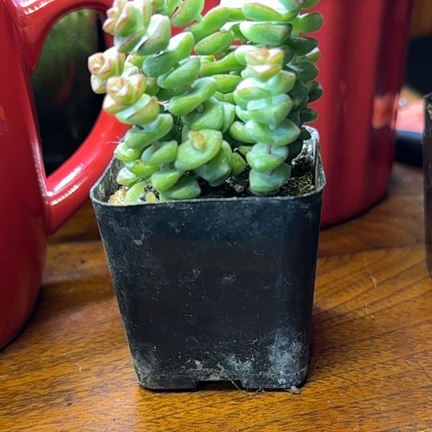 Photo of the plant species Crassula 'Baby Necklace' by @TrueWakerobin named Penny on Greg, the plant care app