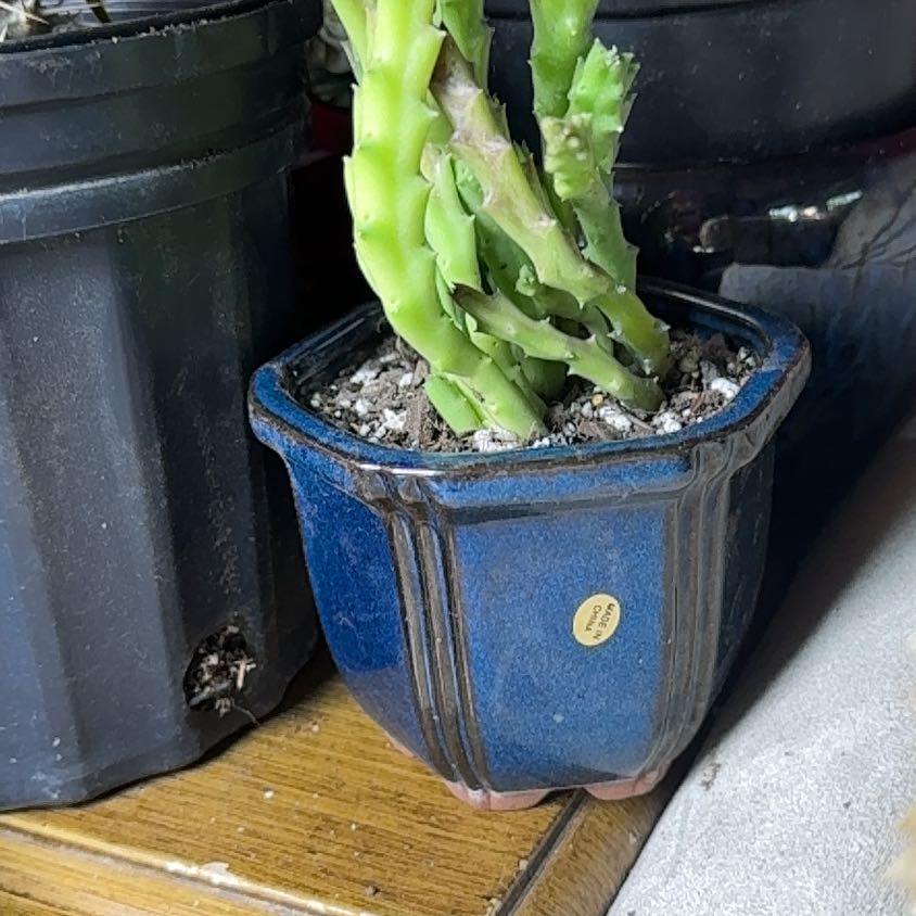 Photo of the plant species Variegated Starfish Flower by @TrueWakerobin named Stinky on Greg, the plant care app