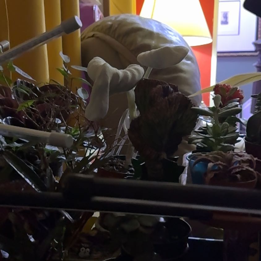 Photo of the plant species Donkey Ear Kalanchoe by @TrueWakerobin named Kobe on Greg, the plant care app