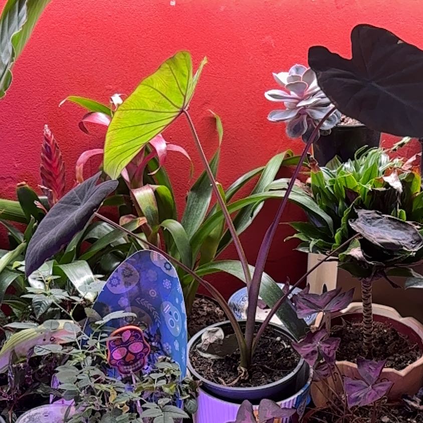 Photo of the plant species Taro by @TrueWakerobin named Walt on Greg, the plant care app