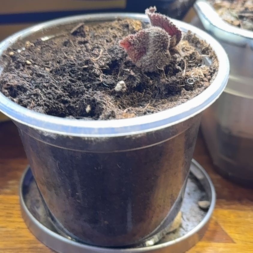 Photo of the plant species Flame Violet by @TrueWakerobin named Peter Parker on Greg, the plant care app