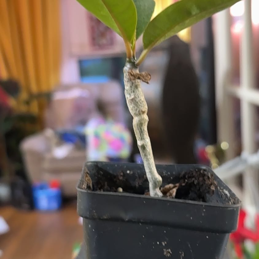 Photo of the plant species Frangipani by @TrueWakerobin named Mollie on Greg, the plant care app