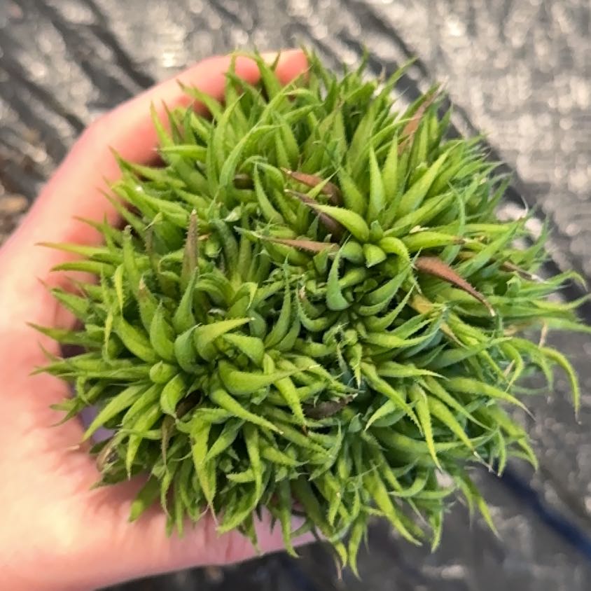 Photo of the plant species Haworthia chloracantha by @FestiveMudpuppy named Spike Leaves on Greg, the plant care app