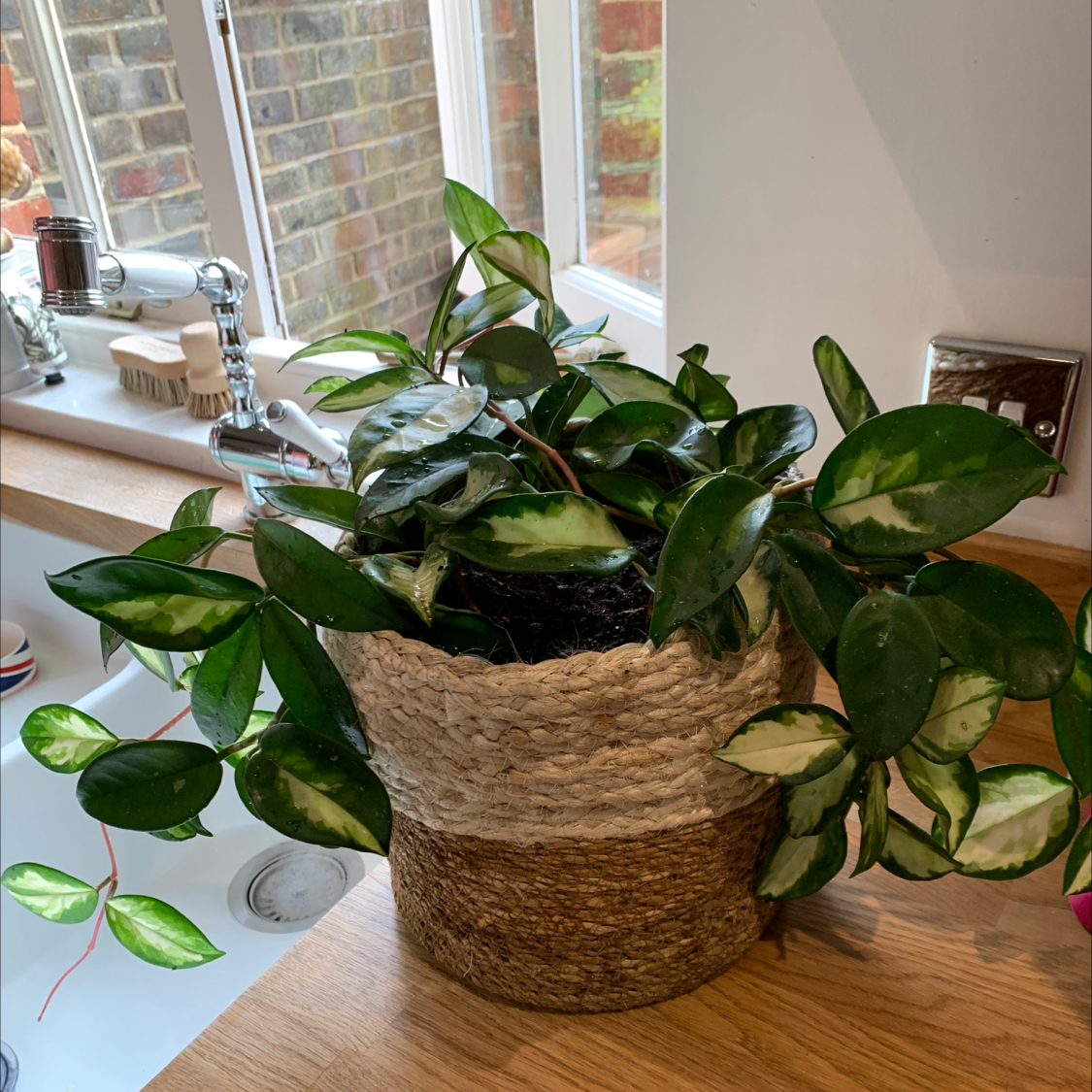 Photo of the plant species Exotic Hoya by @OliviaGrace04 named Hoya on Greg, the plant care app