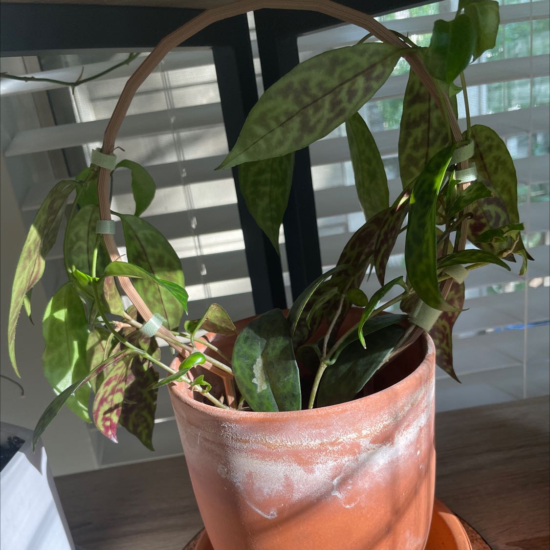 Potted Black Pagoda Lipstick Plant with variegated leaves near a window with blinds.