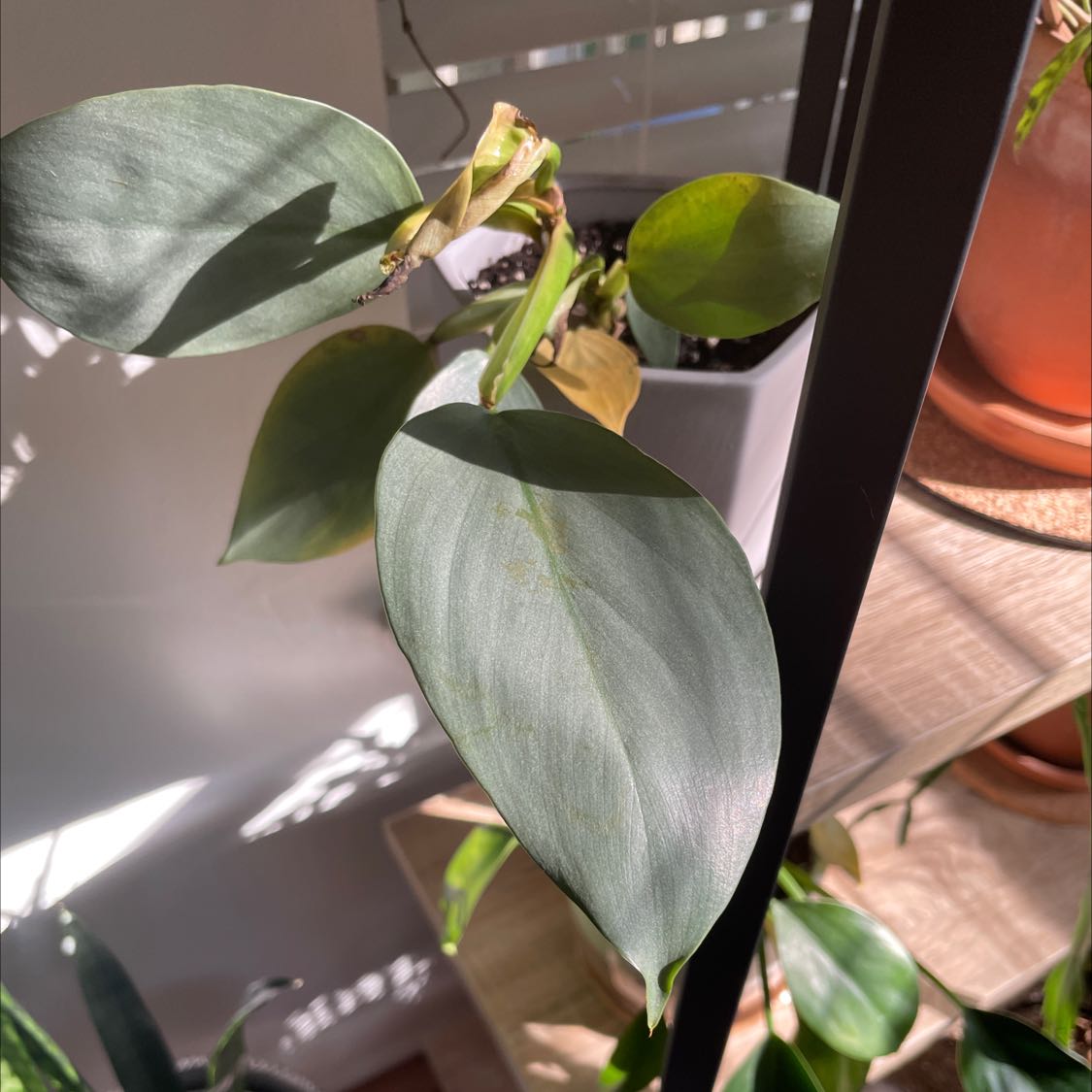 Silver Leaf Philodendron with healthy green leaves and minor browning on one leaf.