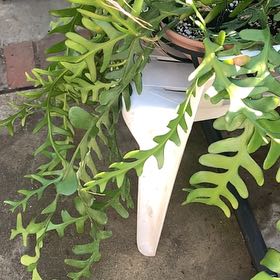 Photo of the plant species Southern Polypody by @TrueRibbonwood named Clooney on Greg, the plant care app