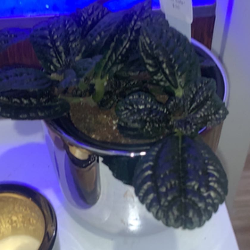 Photo of the plant species Pilea inaequalis by @MonitorGazer named Lebron on Greg, the plant care app