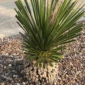 Photo of the plant species Desert Spoon by @ZippyBrandegea named Ronaldo on Greg, the plant care app